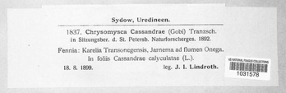 Chrysomyxa cassandrae image